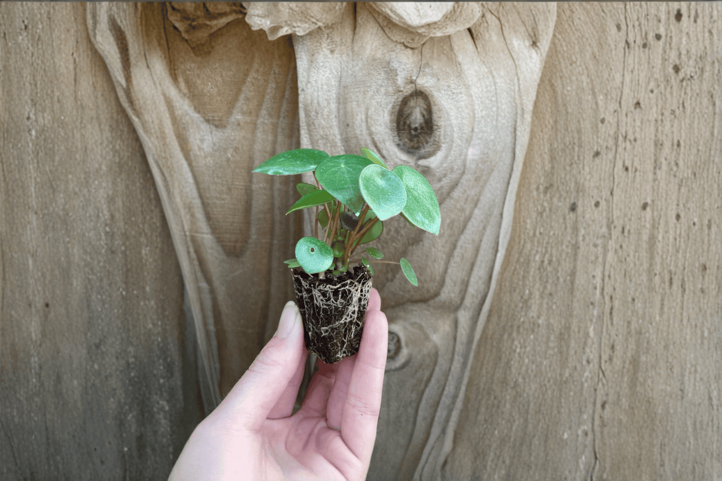 2 Peperomia Raindrop Starter Plants Bare Root – Peperomia polybotrya