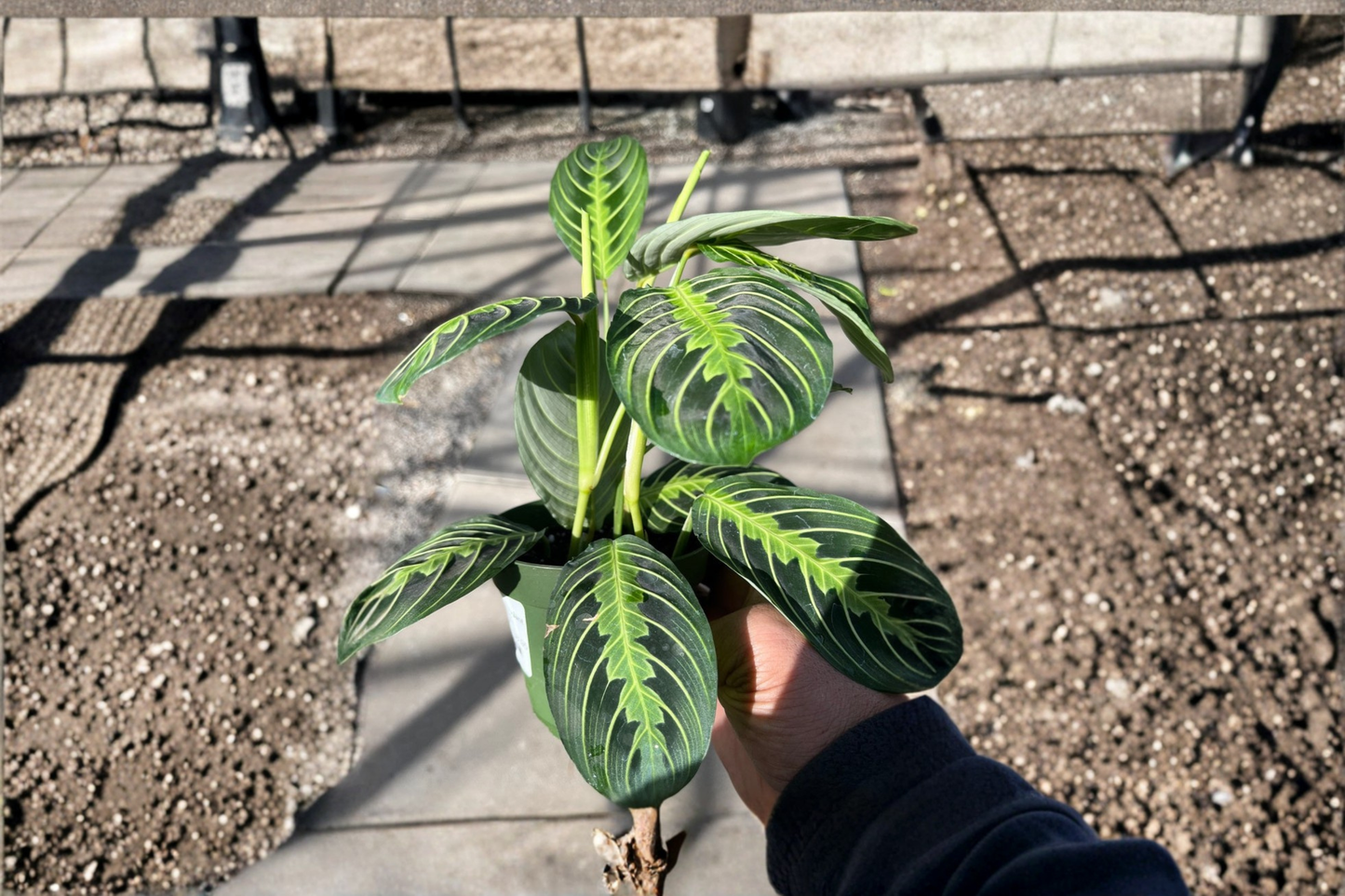 Lemon Lime Maranta Prayer Plant Live Houseplant Tropical Indoor Plant Evergreen Foliage Plant Decorative Home Plant