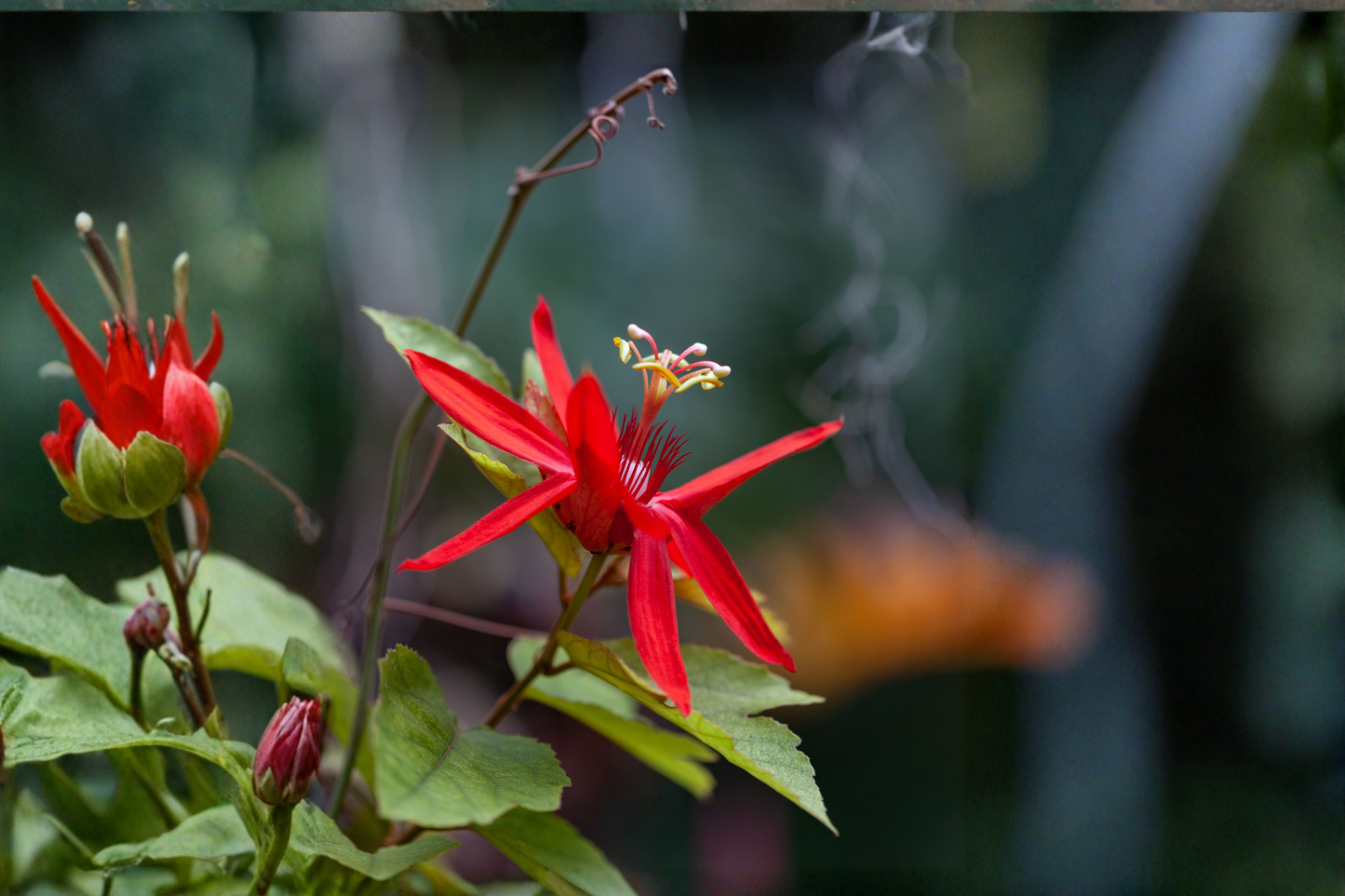 Scarlet Flame Red Passion Flower Vine Live Plant – Passiflora Hybrid – Starter Plant