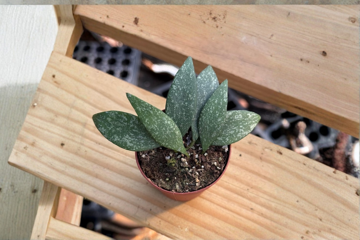Hoya Parviflora Splash Live Plant Variegated Hoya Starter Plant Rare Houseplant in 2 Inch Pot