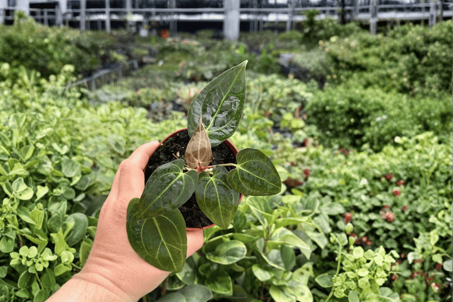 Anthurium Papi x Xone 2 Exact Live Plants – 4-Inch Pots