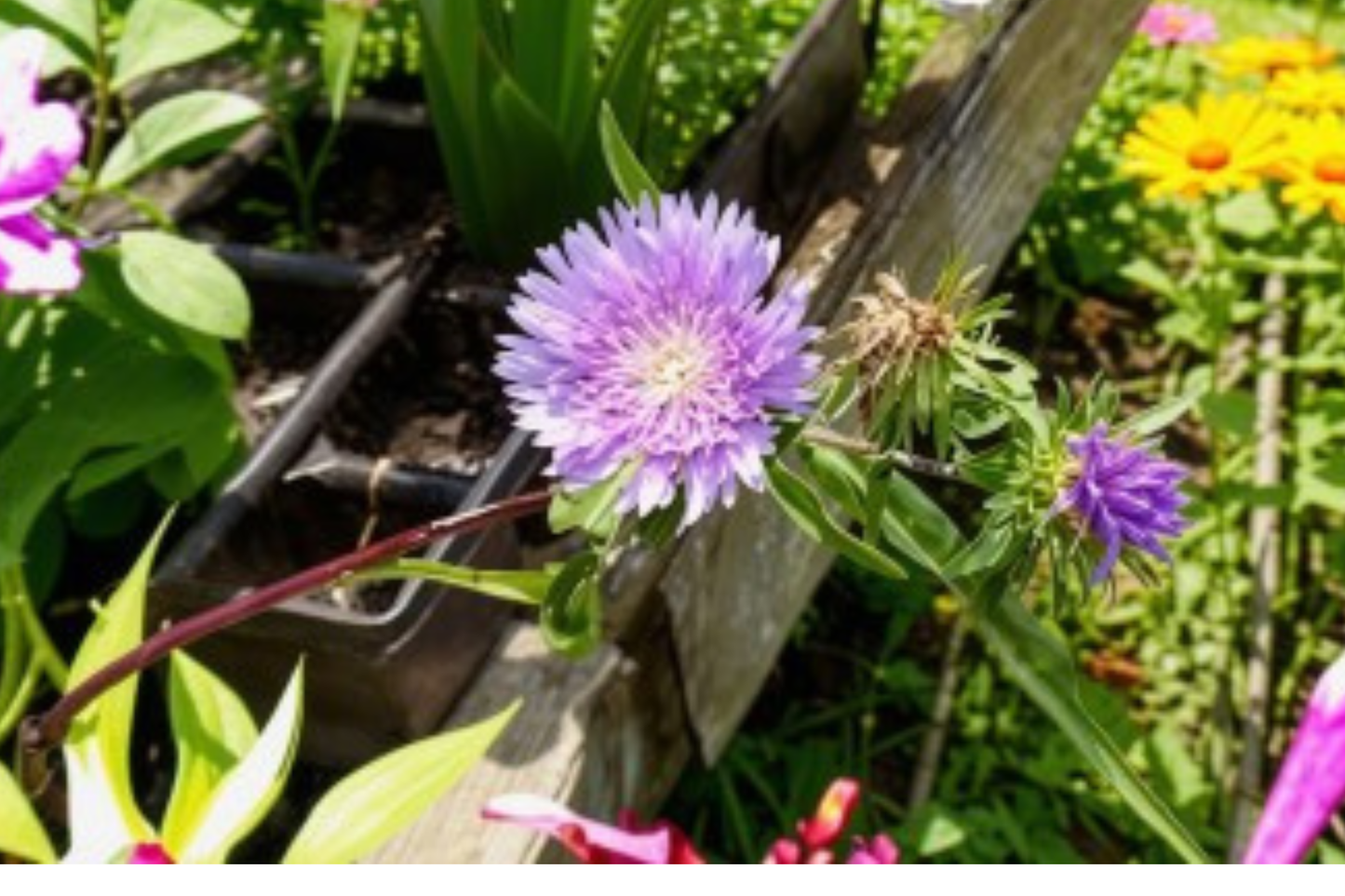 Blue Danube Stokes Aster Live Plants 3 Rooted Starters in 1 Qt Pots Blue Perennial Flower Garden Plant