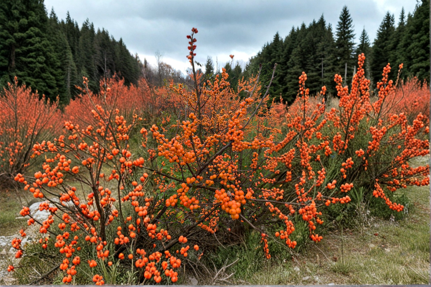 Winterberry ‘Winter Gold’ 4” Live Plant – Orange Berry Ilex verticillata Shrub for Fall Winter Garden Landscape