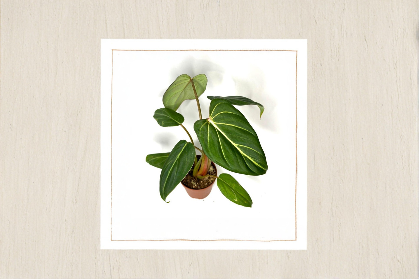 Philodendron Gloriosum Live Plant Rare Velvet Leaf Tropical Houseplant Indoor Starter Cutting Decor Gift Plant