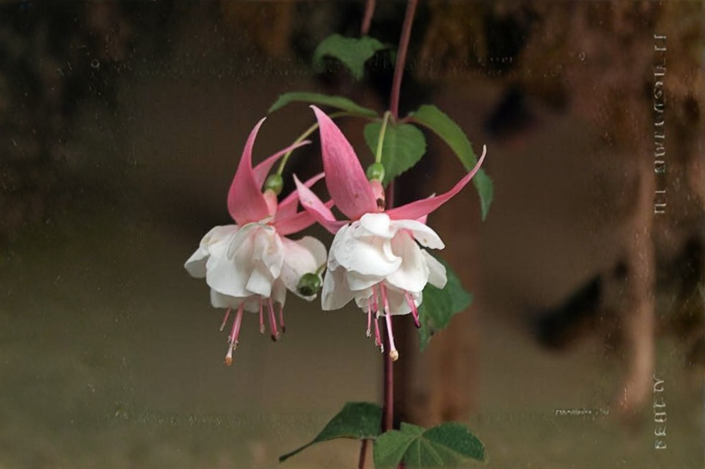 Fuchsia 'Southgate' Live Plant Plug – 1–3 Inches Tall – Pink & Purple Flowers