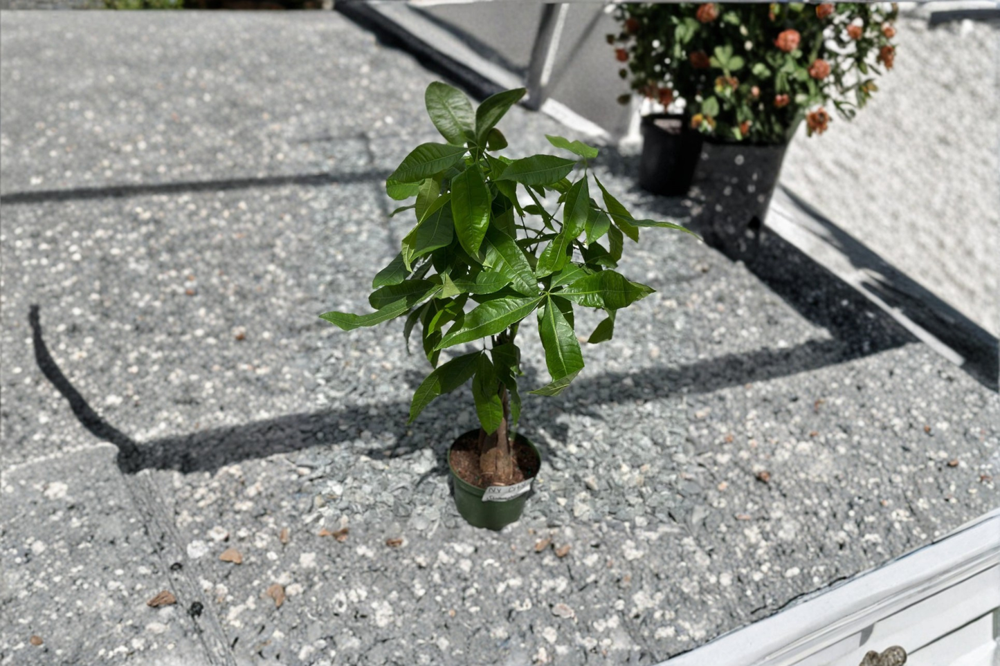 Money Tree Live Plant Pachira Aquatica Indoor Houseplant Fully Rooted Tropical Starter Plant Home Decor Gift