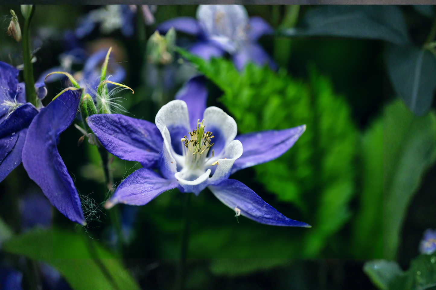 Kirigami Deep Blue White Columbine Live Plants 3 Rooted Starters in 1 Qt Pots Aquilegia Perennial Flower