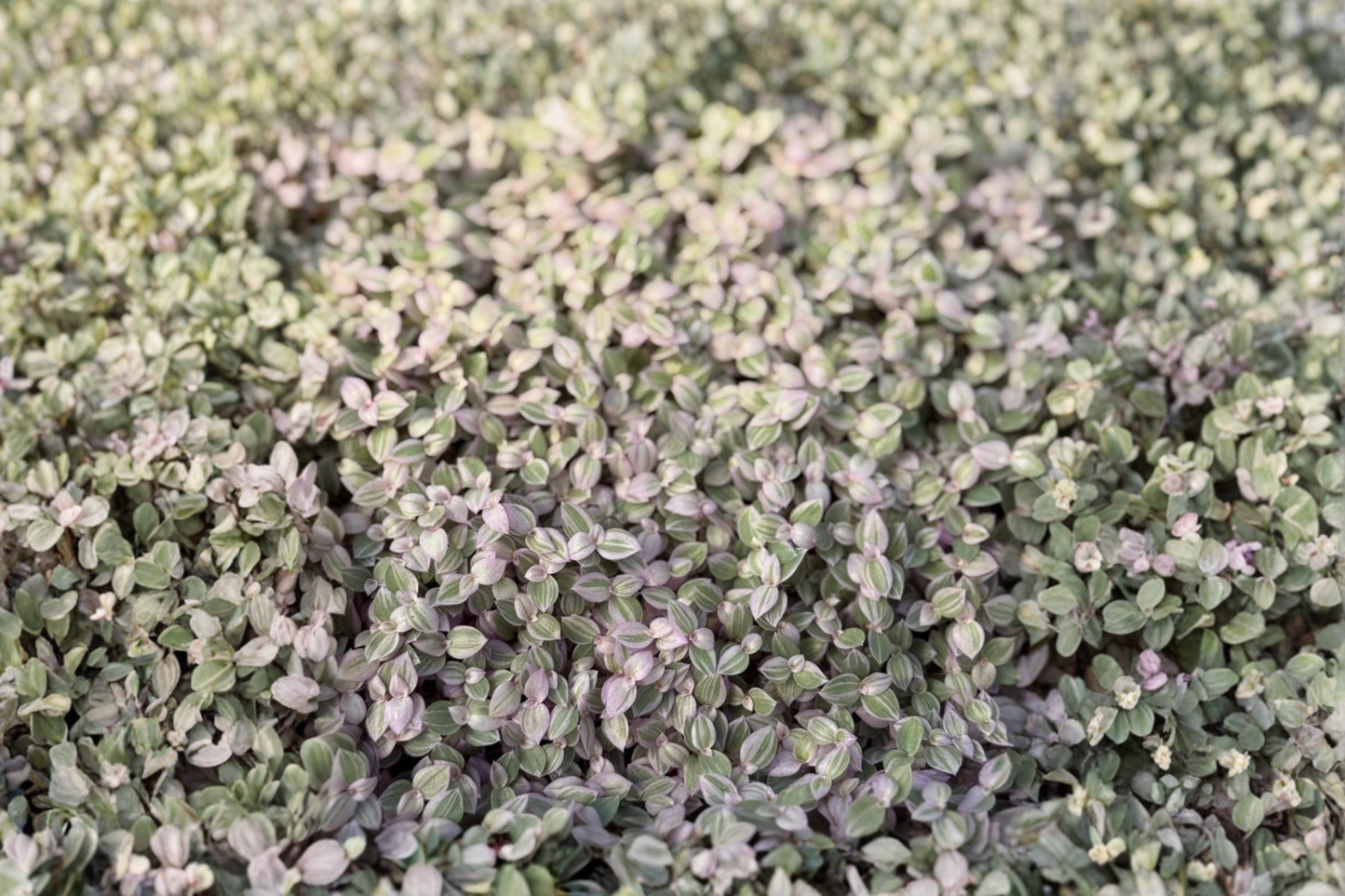 Callisia Repens Pink Lady Live Plant Tradescantia Starter Houseplant in 2 Inch Pot