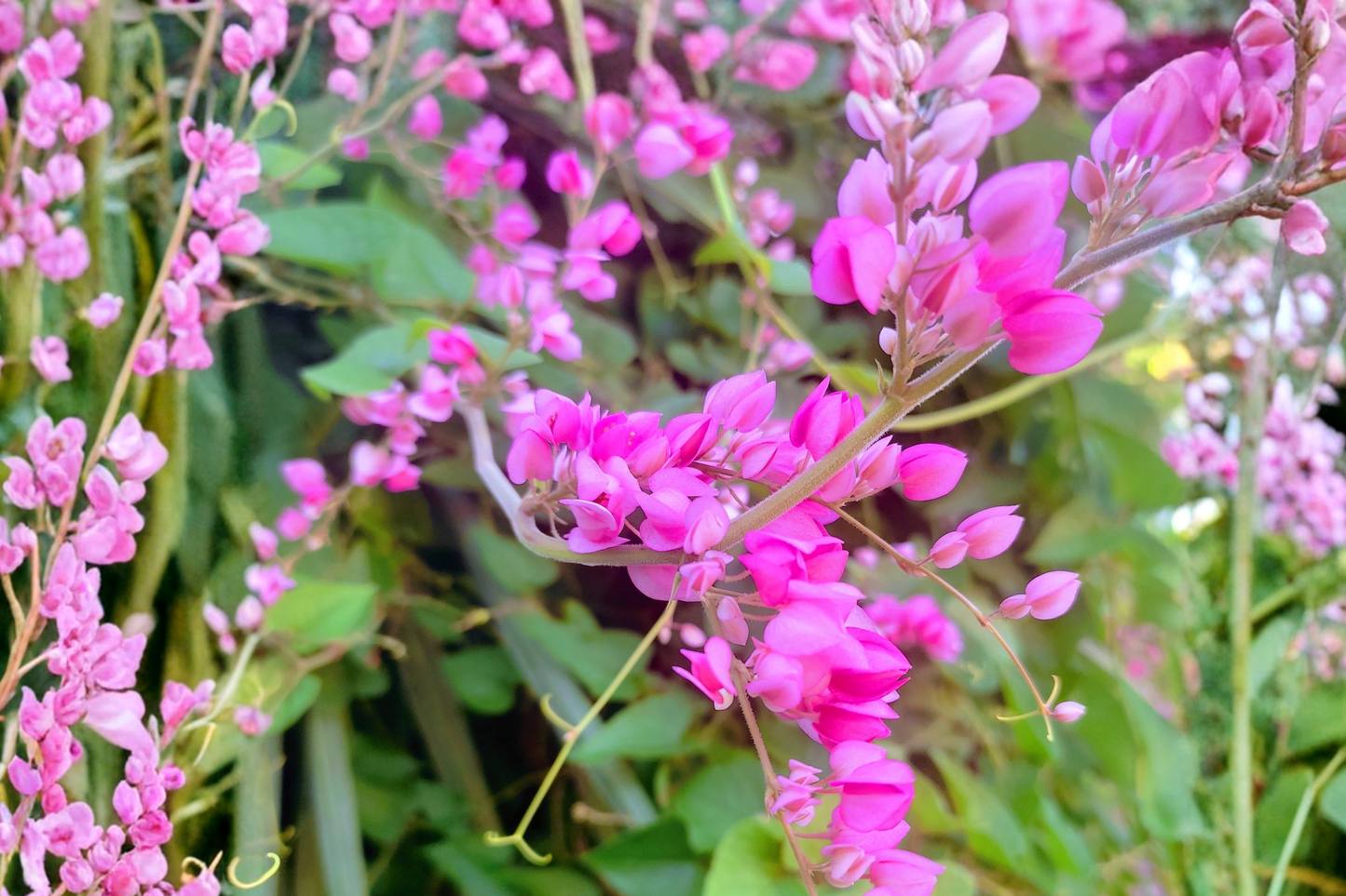 Chain of Love Live Plant – Coral Vine Mexican Creeper Queen’s Wreath (Antigonon leptopus)