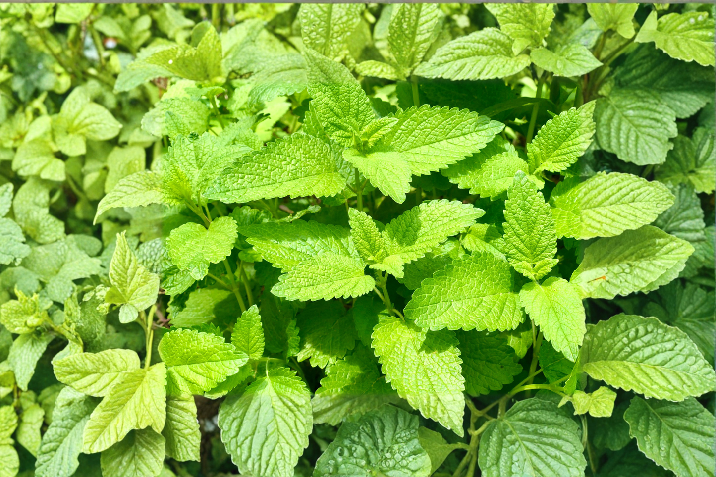 Organic Lemon Balm Live Plant Melissa officinalis Rooted Herb Starter Plant Balm Mint Herb Free Shipping