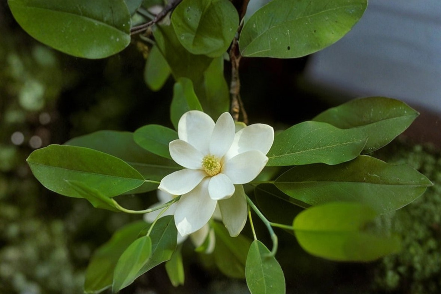 Sweetbay Magnolia Live Tree 2 Gallon Pot Magnolia virginiana Native Evergreen White Fragrant Flowers Garden Landscape Tree