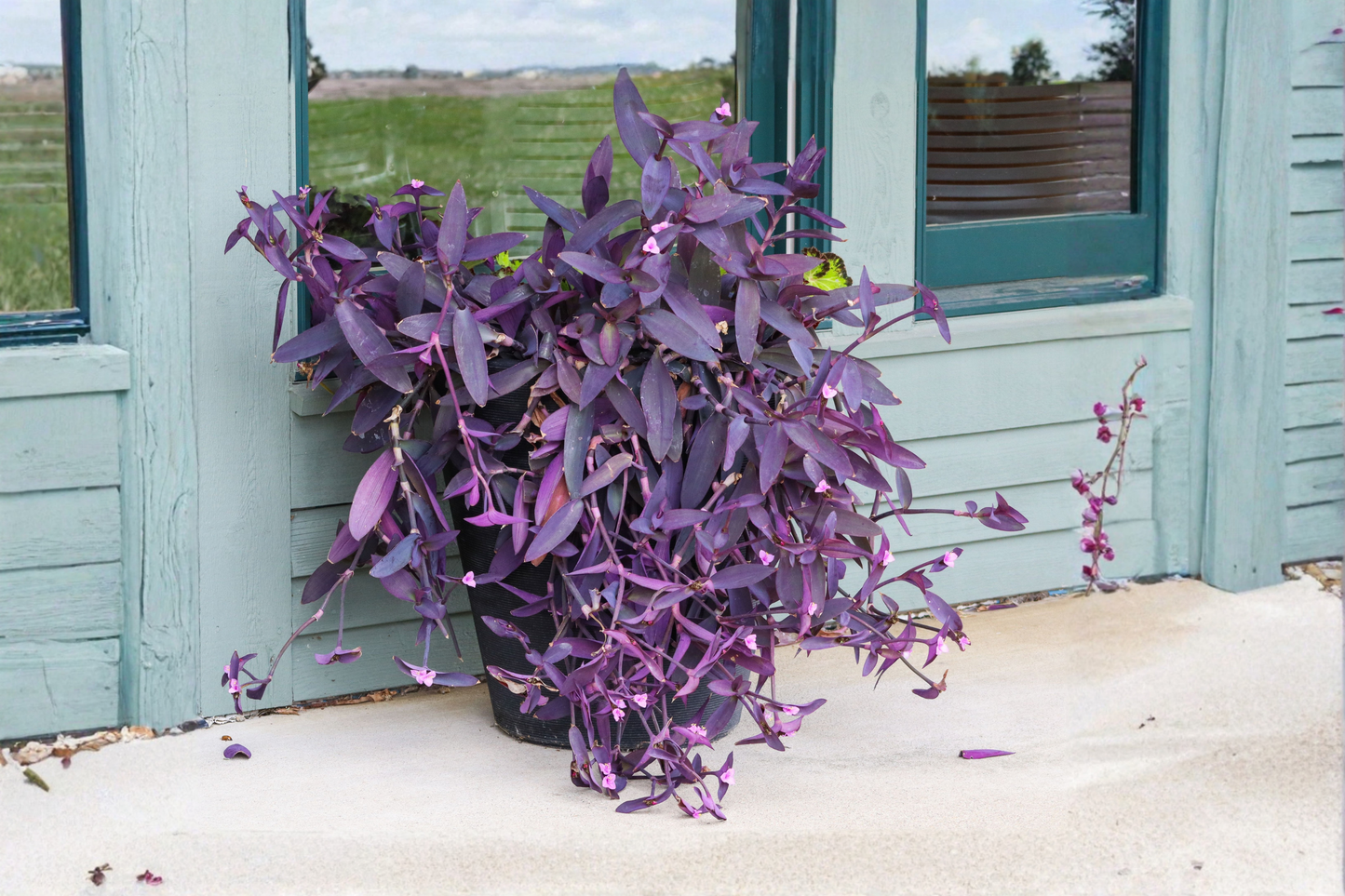 Purple Bridal Veil Live Plant in 2-Inch Pot – Gibasis pellucida Houseplant