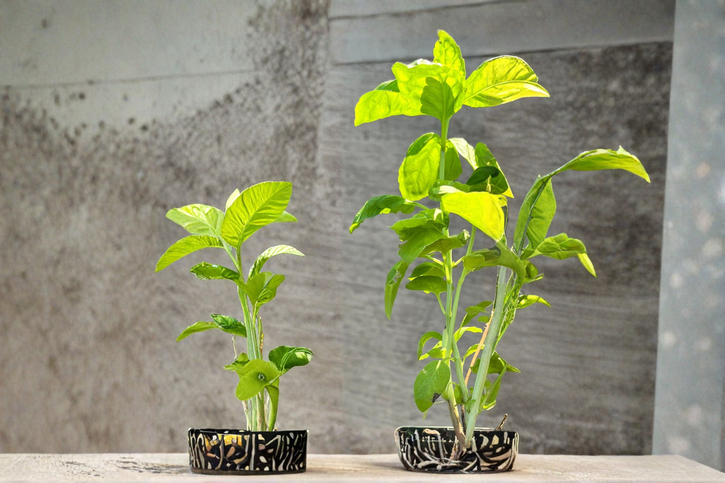 Italian Sweet Basil Live Plants USDA Certified Organic Large Leaf Basil 2 Rooted Plants 5 to 11 Inch Free Shipping