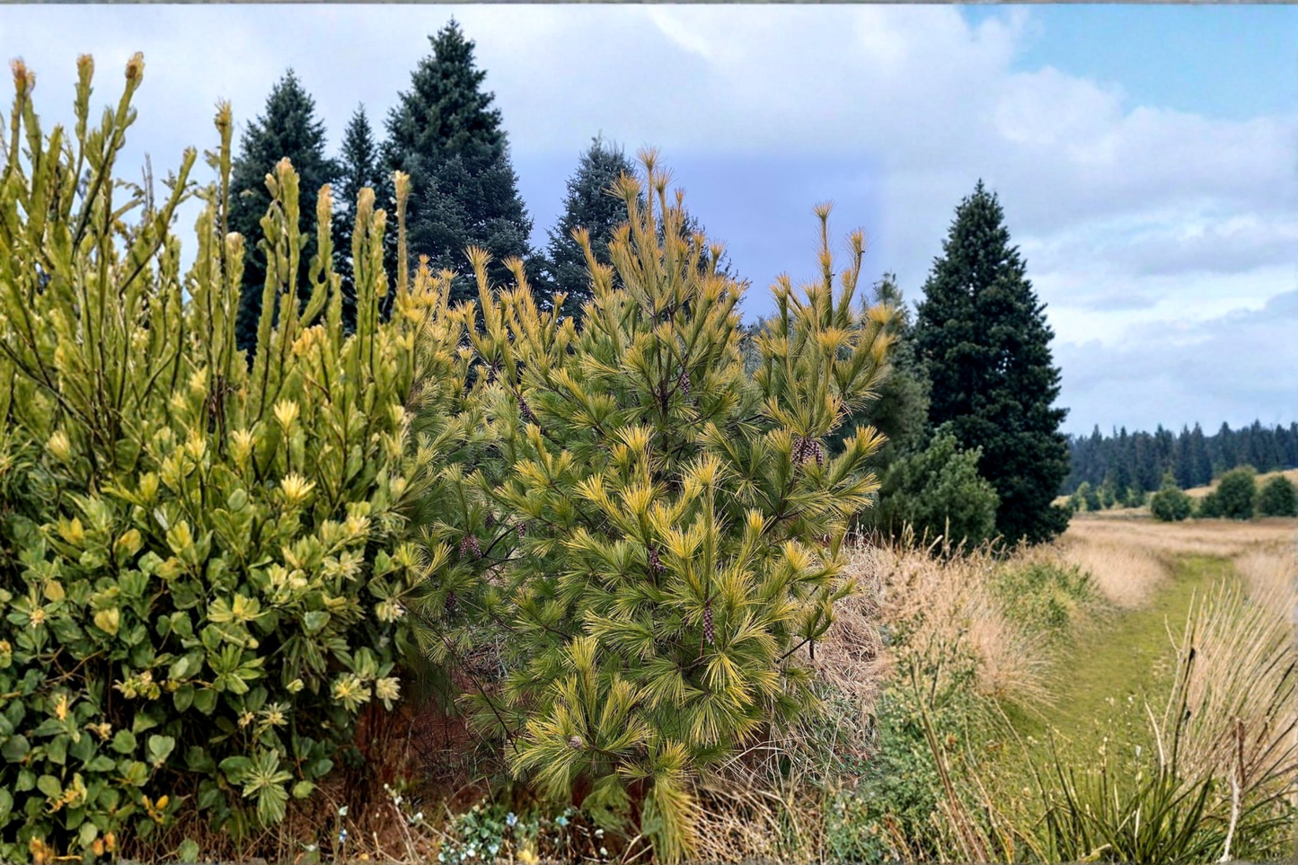 Golden Eastern White Pine ‘Louie’ 18” Live Plant – Pinus strobus Evergreen Conifer in 1 Gallon Pot