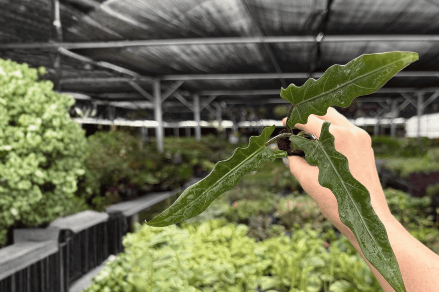 Alocasia Lauterbachiana 2 Exact Starter Live Plants – Plug – Alocasia lauterbachiana