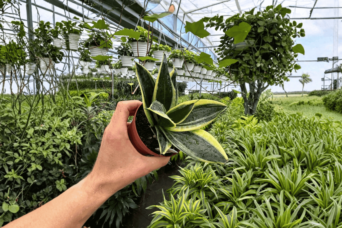 2 Sansevieria Marginata Jade Live Plants in 4-Inch Pots – Sansevieria ‘Marginata Jade’