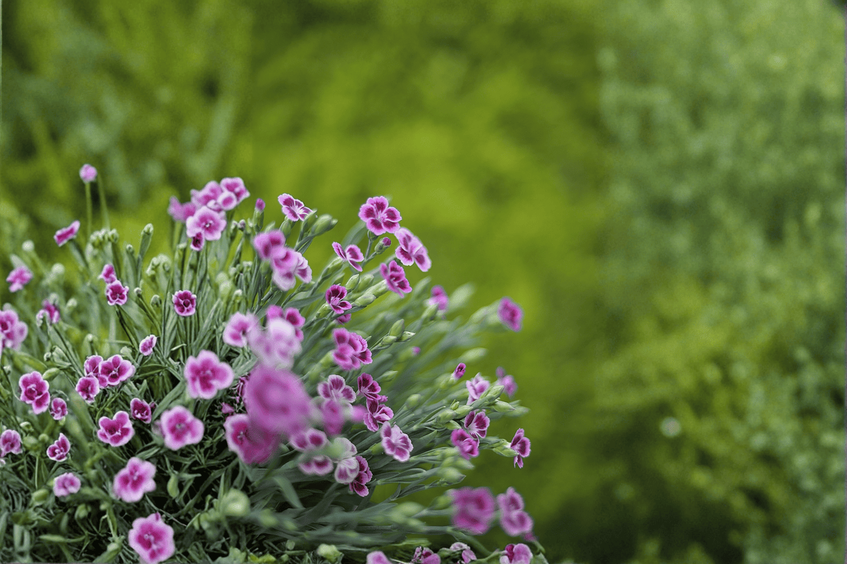 EverBloom Raspberry Jam Pinks 1 Live Plant – Dianthus ‘Raspberry Jam’ – Quart Pot