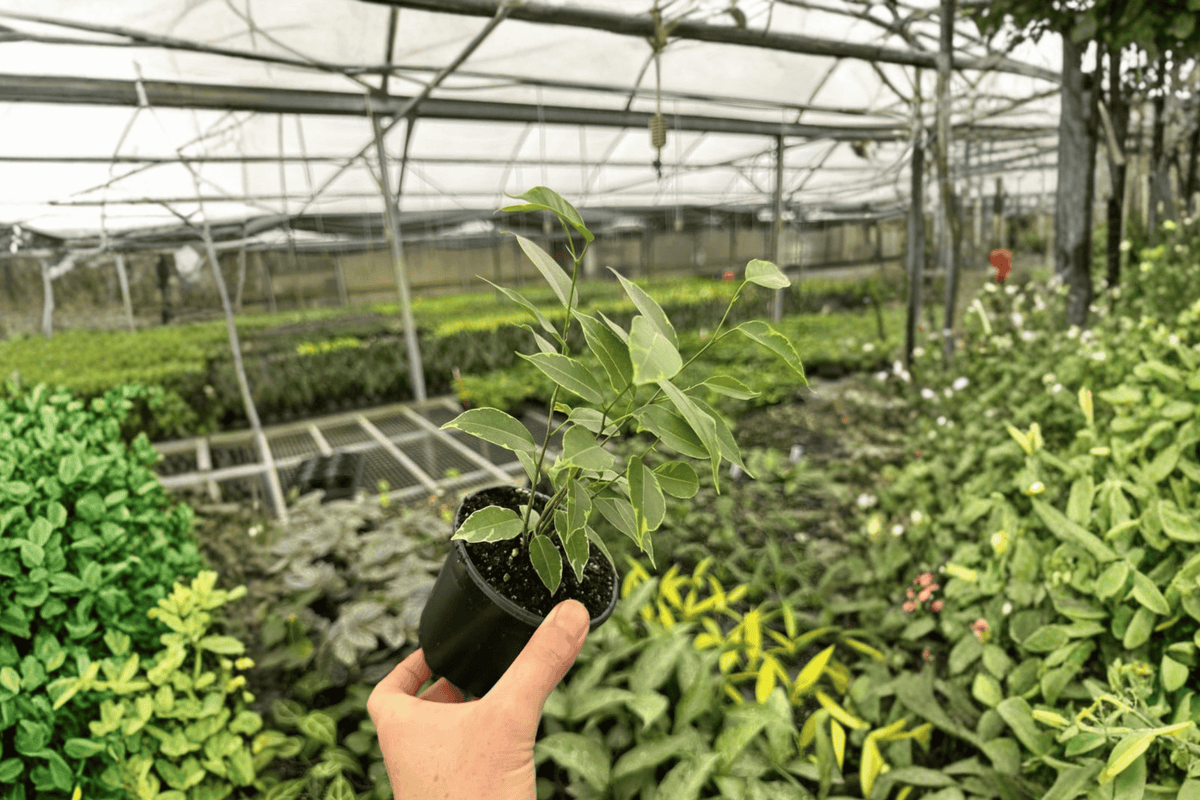 Variegated Ficus Benjamina 2 Live Plants – Ficus benjamina 4” Size Bare Root