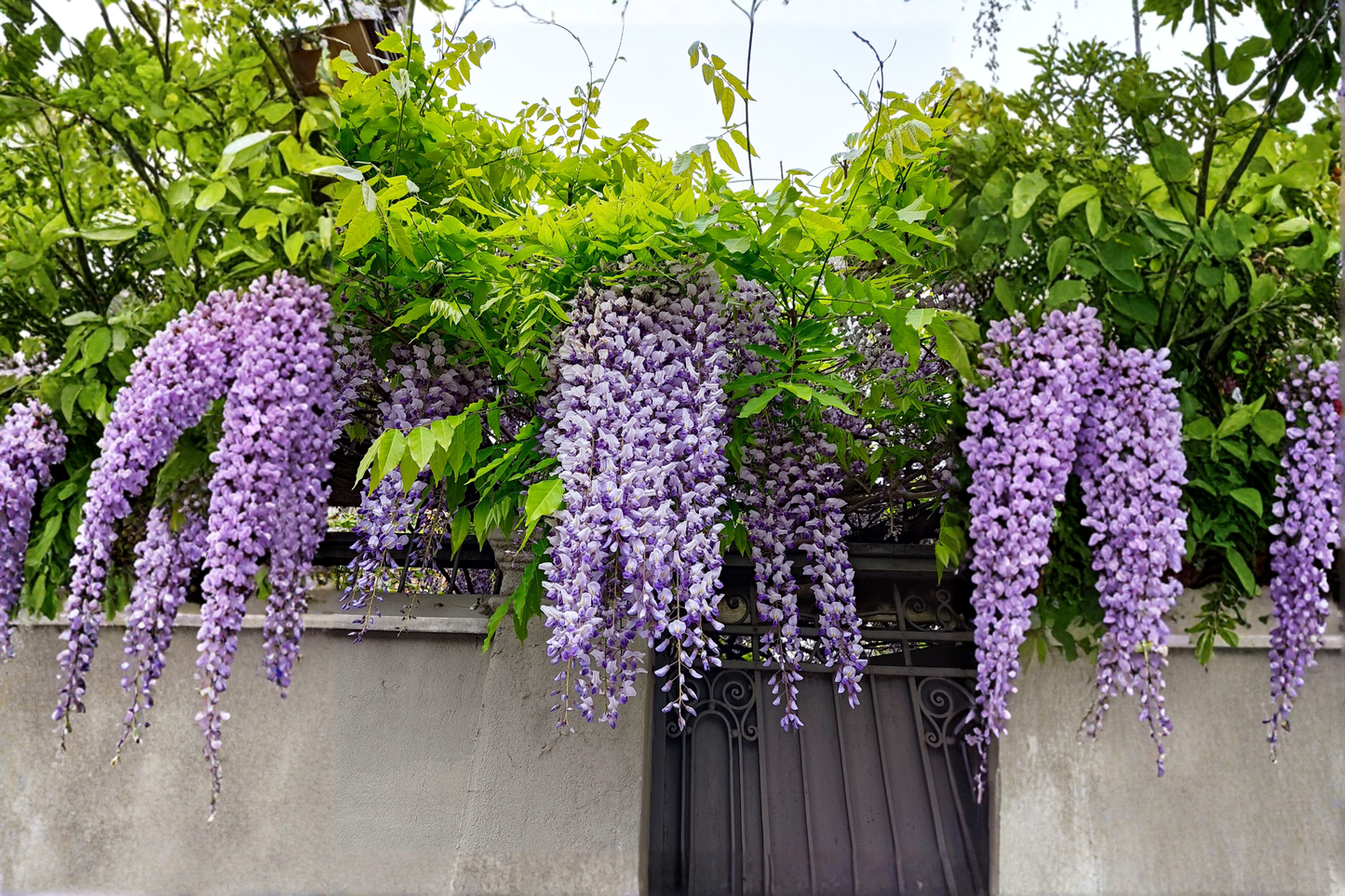 Purple Chinese Wisteria Live Starter Plant – Wisteria sinensis Fast-Growing Flowering Vine
