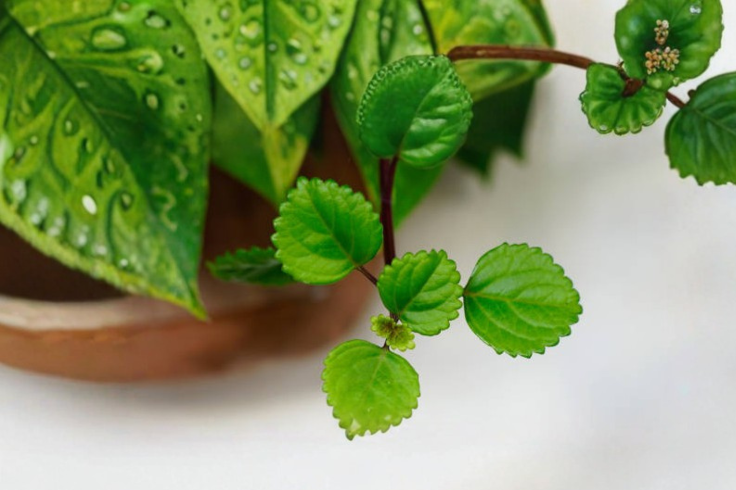 Swedish Ivy Live Plant – 4-Inch Pot – Plectranthus verticillatus