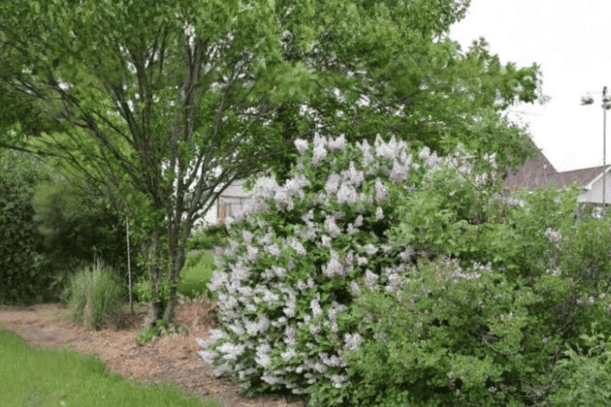 Dwarf Korean Lilac 1 Live Shrub – Syringa meyeri ‘Palibin’ – 1 Gallon Pot