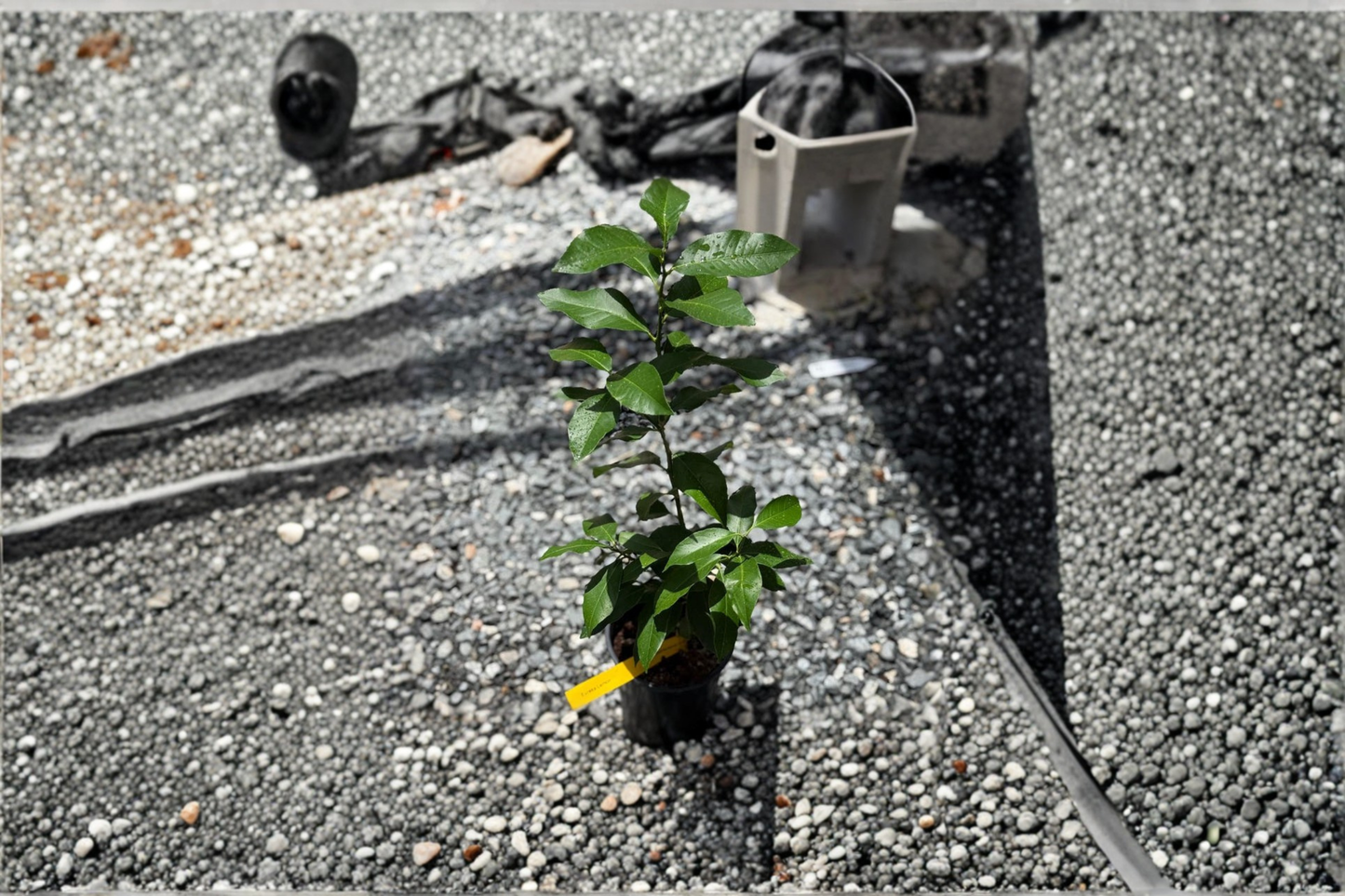 Persian Lime Tree Live Citrus Plant Starter Cutting Citrus Latifolia Lime Plant Container Patio Garden