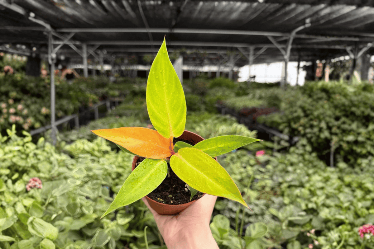 2 Exact Philodendron Red Sun Live Plants – 4” Pot