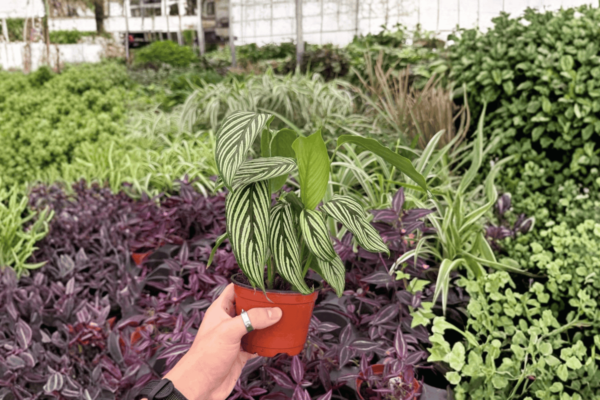 Calathea Vittata 2 Exact Live Plants – Goeppertia elliptica ‘Vittata’ 4” Size Bare Root