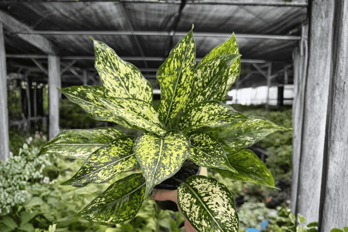 Aglaonema Wintery Winehouse 2 Exact Live Plants – 4-Inch Pots – Aglaonema ‘Wintery Winehouse’