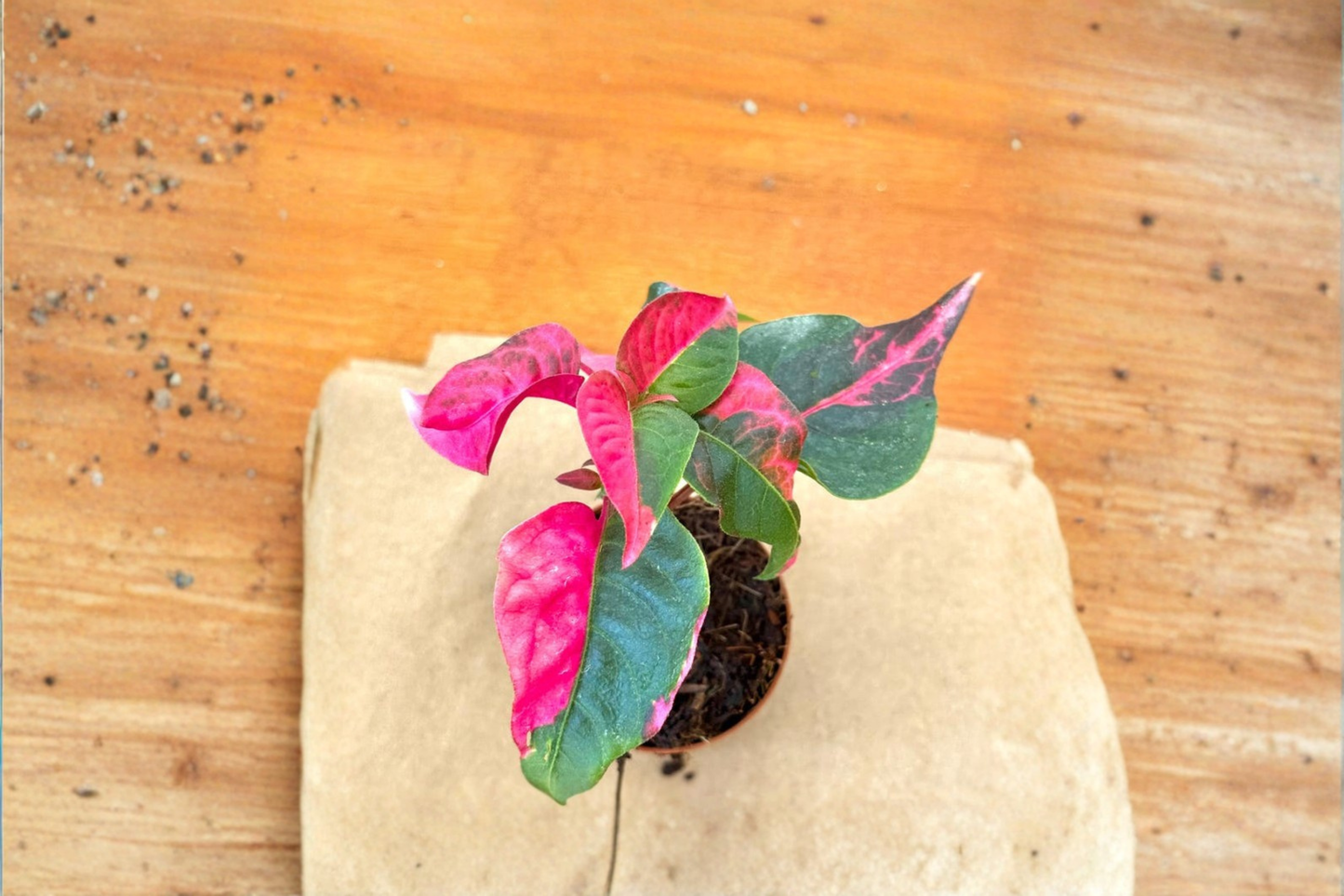 Alternanthera Party Time Live Plant Pink Variegated Tropical Houseplant Starter Plant in 2 Inch Pot Gift