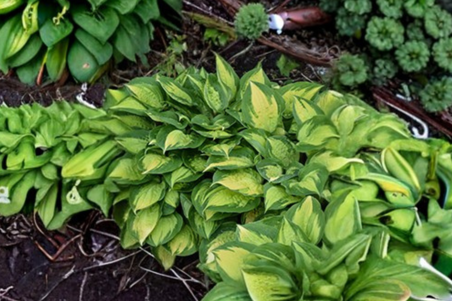 Island Breeze Hosta 3 Inch Pot Variegated Shade Perennial Yellow Green Leaf Garden Starter Plant