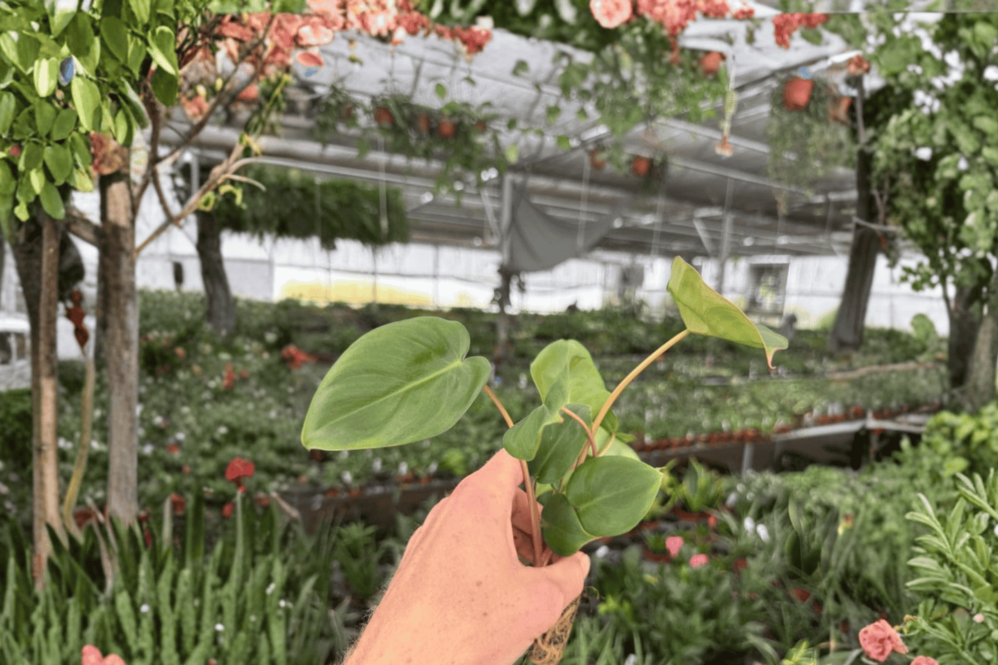 Philodendron Billienum 2 Live Starter Plants – Billietiae x Pastazanum Hybrid