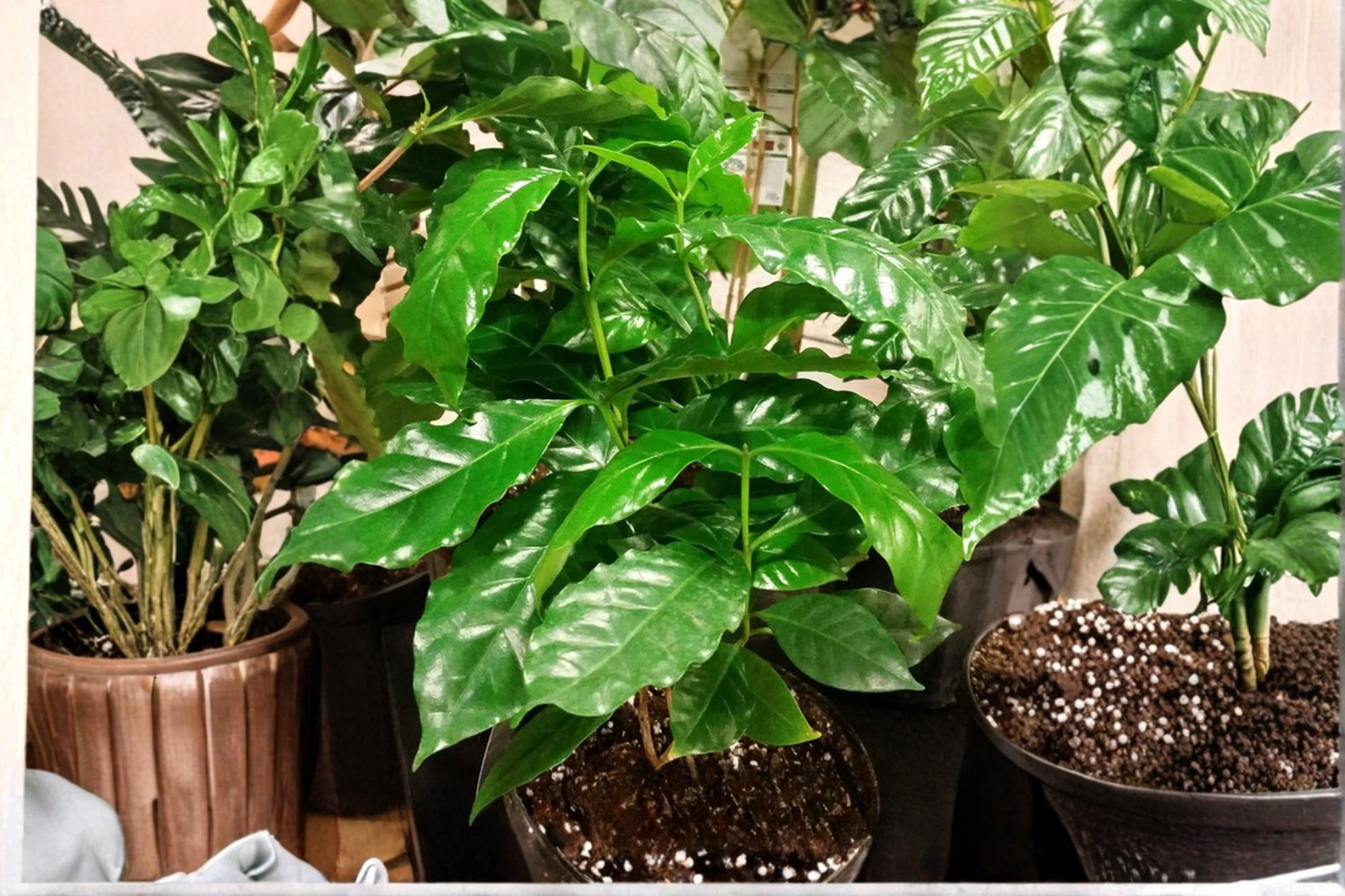 Coffee Arabica Live Plant in 4-Inch Pot – Coffea arabica