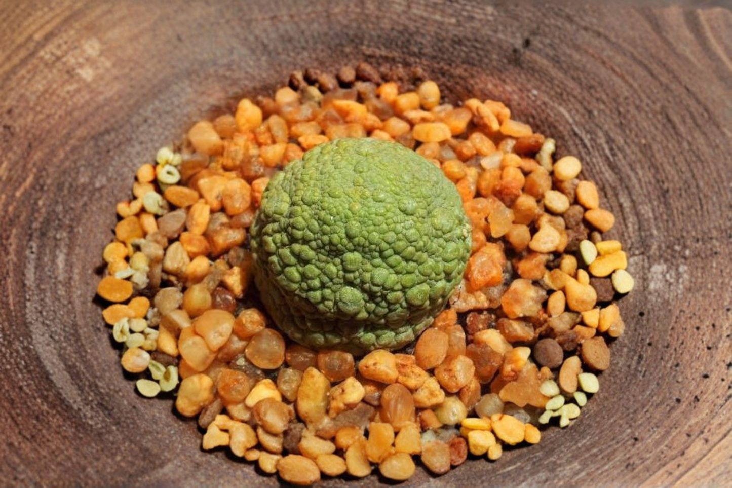Pseudolithos migiurtinus Live Seedling 1-Inch Seed Grown Rare Succulent