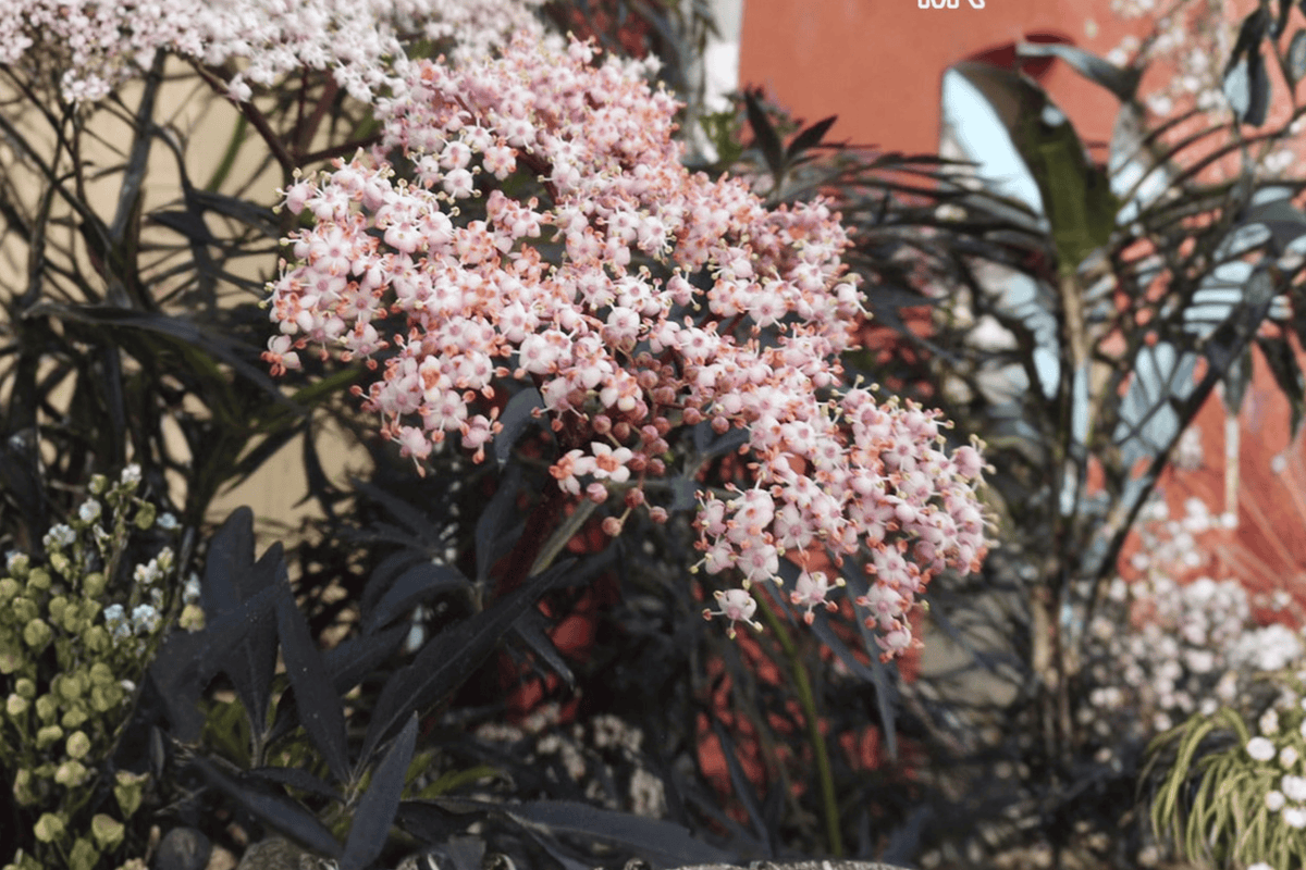 Laced Up Elderberry 1 Live Ornamental Shrub, 1 Gallon Pot – Sambucus nigra ‘Laced Up’