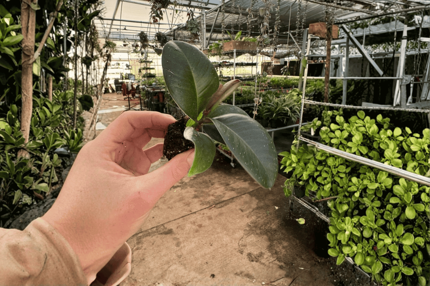 Ficus Sophia 2 Live Starter Plants – 2-Inch Starter Size – Ficus elastica 'Sophia'