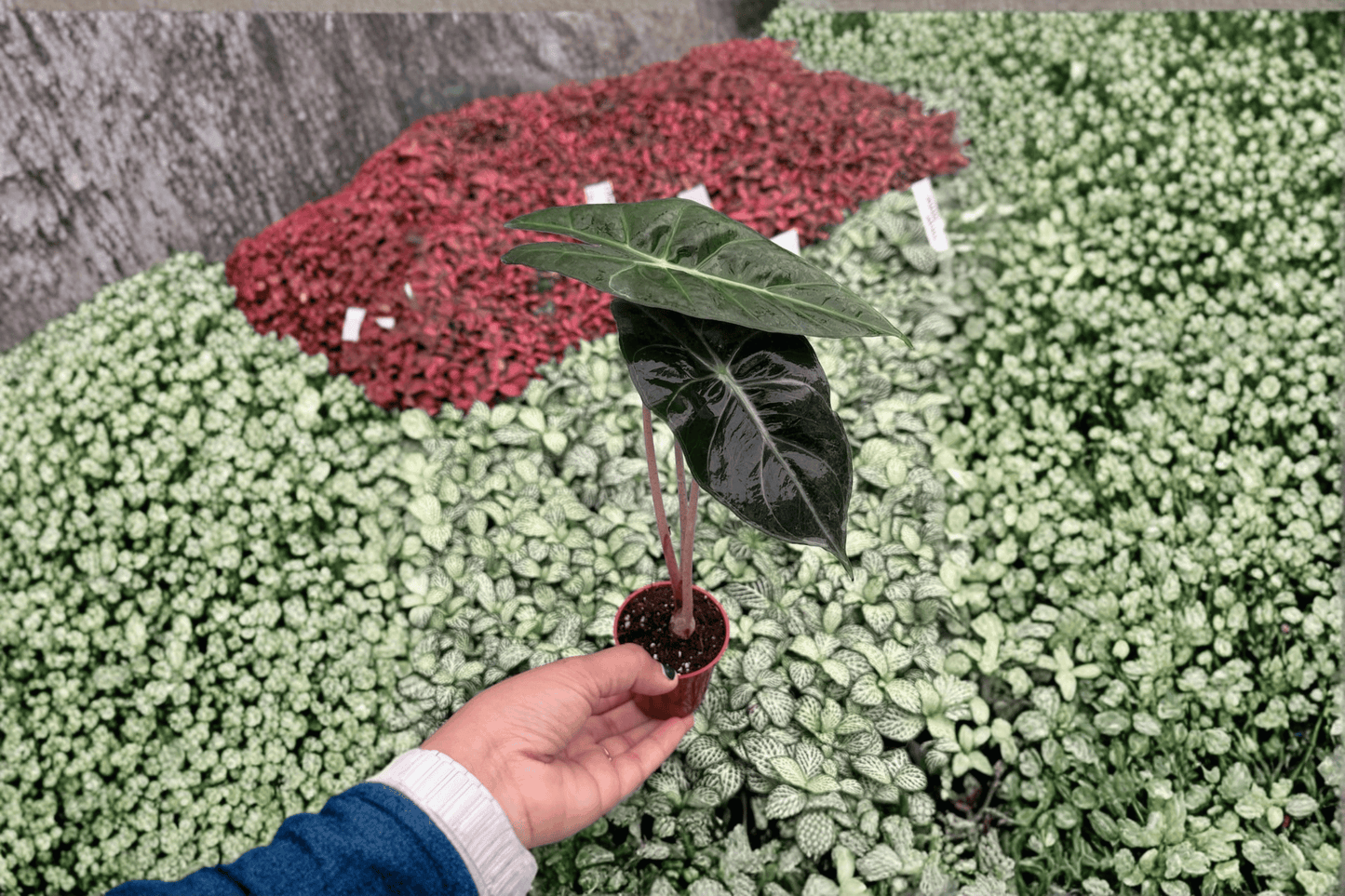 Alocasia Pink Princess 2 Live Starter Plants – 2-Inch Pots – Alocasia ‘Pink Princess’