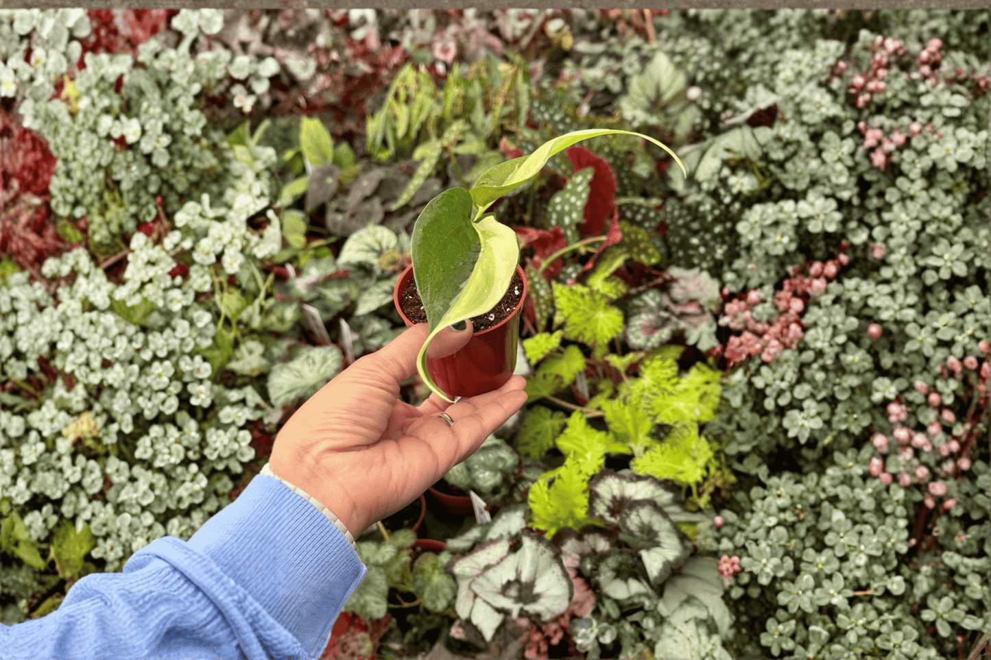 2 Philodendron Cream Splash Starter Plants – Live Variegated Philodendrons