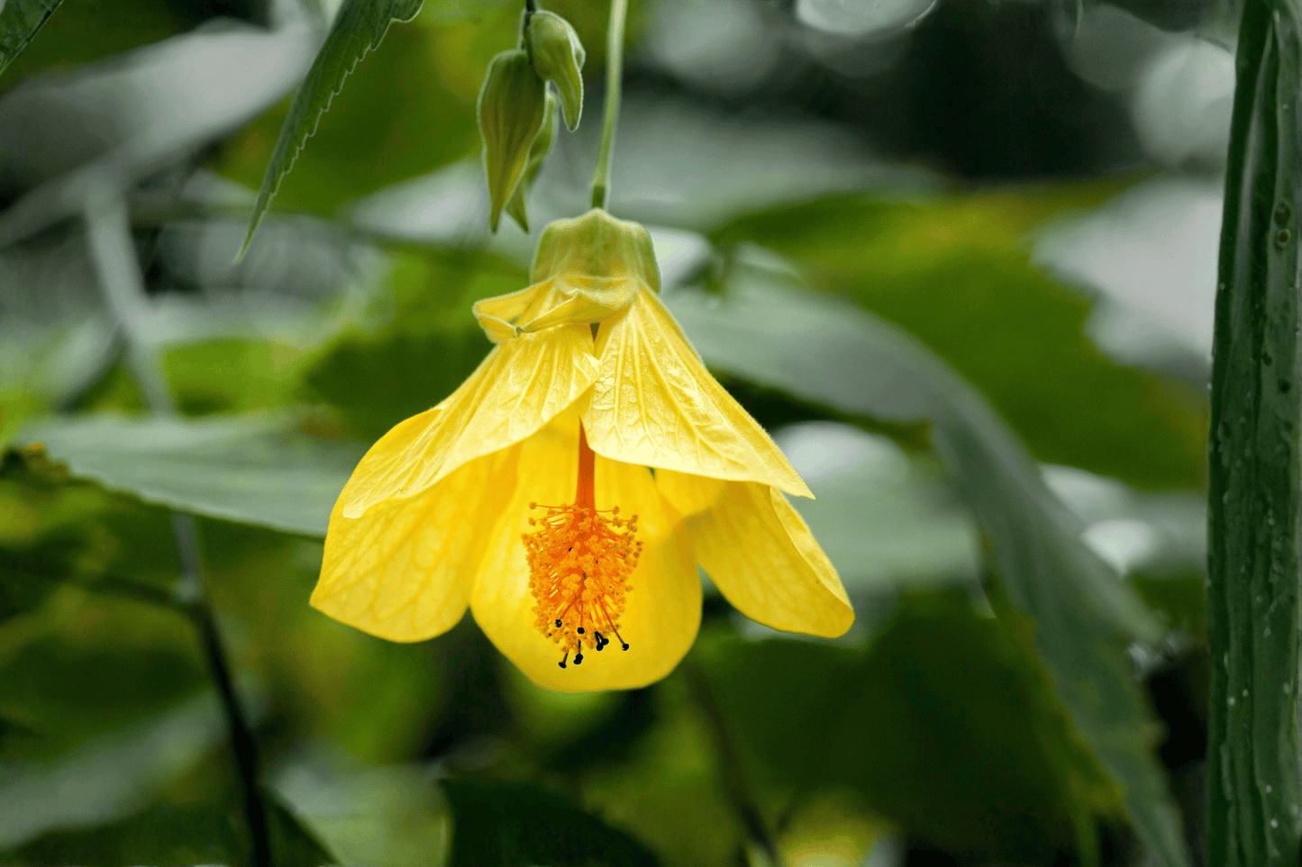 Lucky Lantern Yellow Flowering Maple 1 Live Plant – 4-Inch Pot – Abutilon ‘Lucky Lantern Yellow’