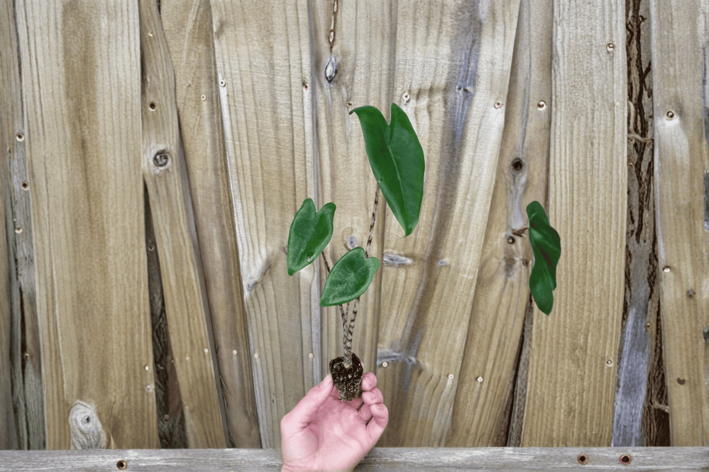 2 Alocasia Zebrina Starter Plants – Bare Root – Alocasia zebrina