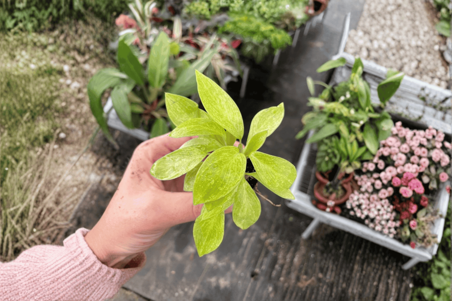 2 Philodendron 'Painted Lady' Live Starter Plants – Bare Root