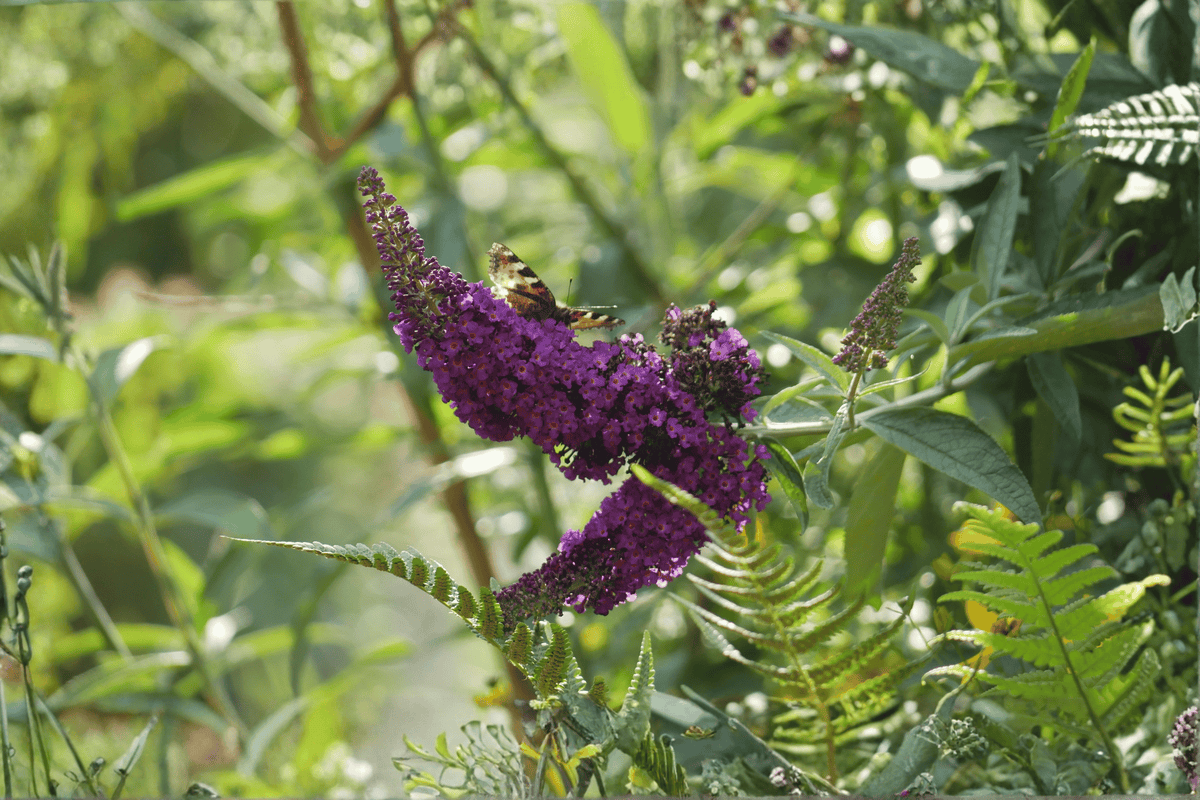 Black Knight Butterfly Bush 1 Live Plant – Buddleja davidii ‘Black Knight’ – 3 Gallon Pot