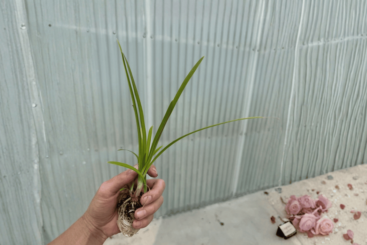 Blue Agapanthus – 2 Live Starter Plants, 2-Inch Size – Agapanthus spp.