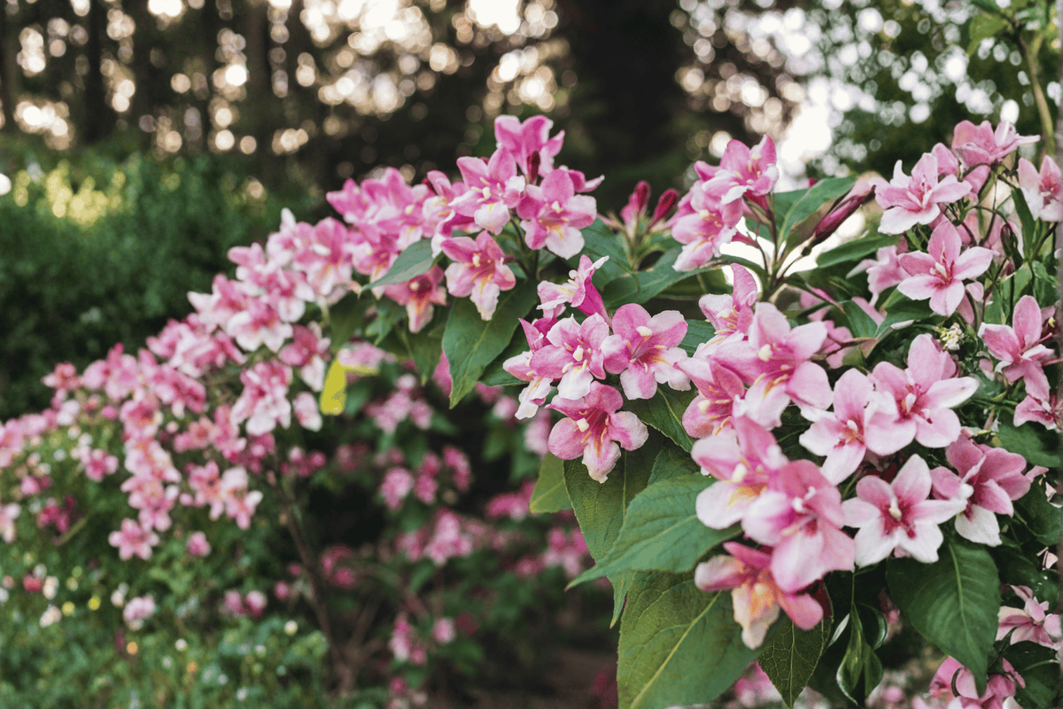Bubbly Wine® Weigela – 1 Live Flowering Shrub, 1-Gallon Size – Weigela Bubbly Wine®