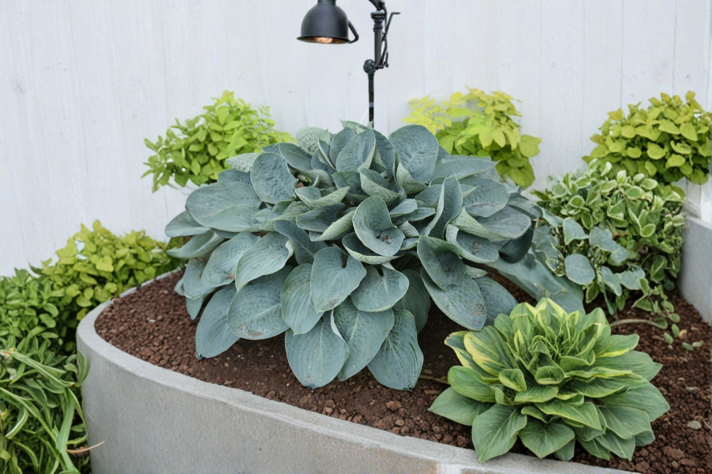 Above the Clouds Hosta 3 Inch Pot Blue Green Leaf Shade Perennial Garden Starter Plant Foliage Border
