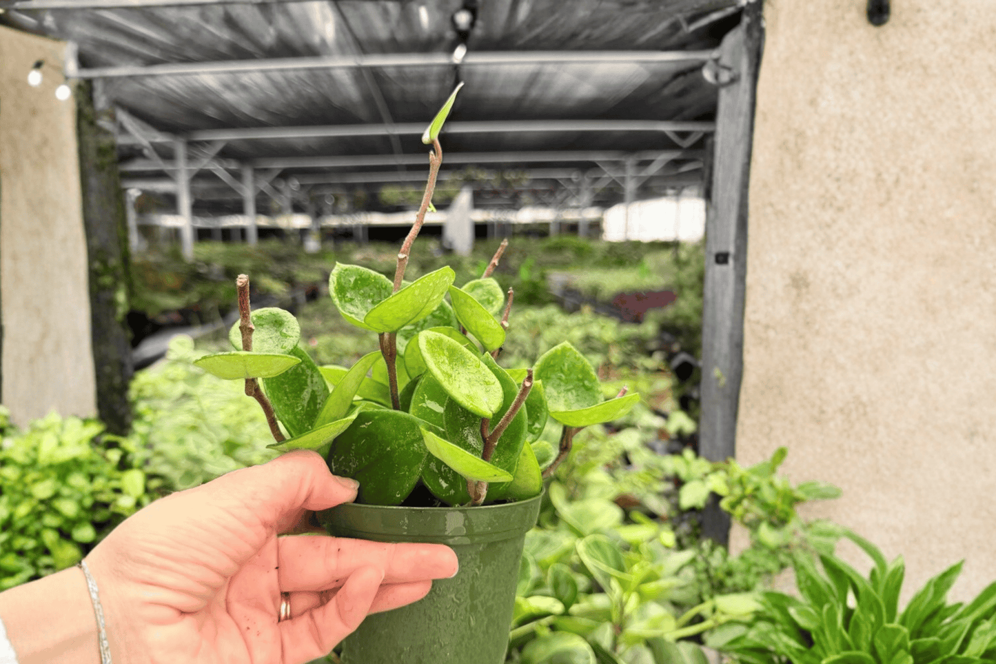 Hoya Chelsea 2 Exact Live Plants – 4-Inch Pots – Hoya carnosa ‘Chelsea’