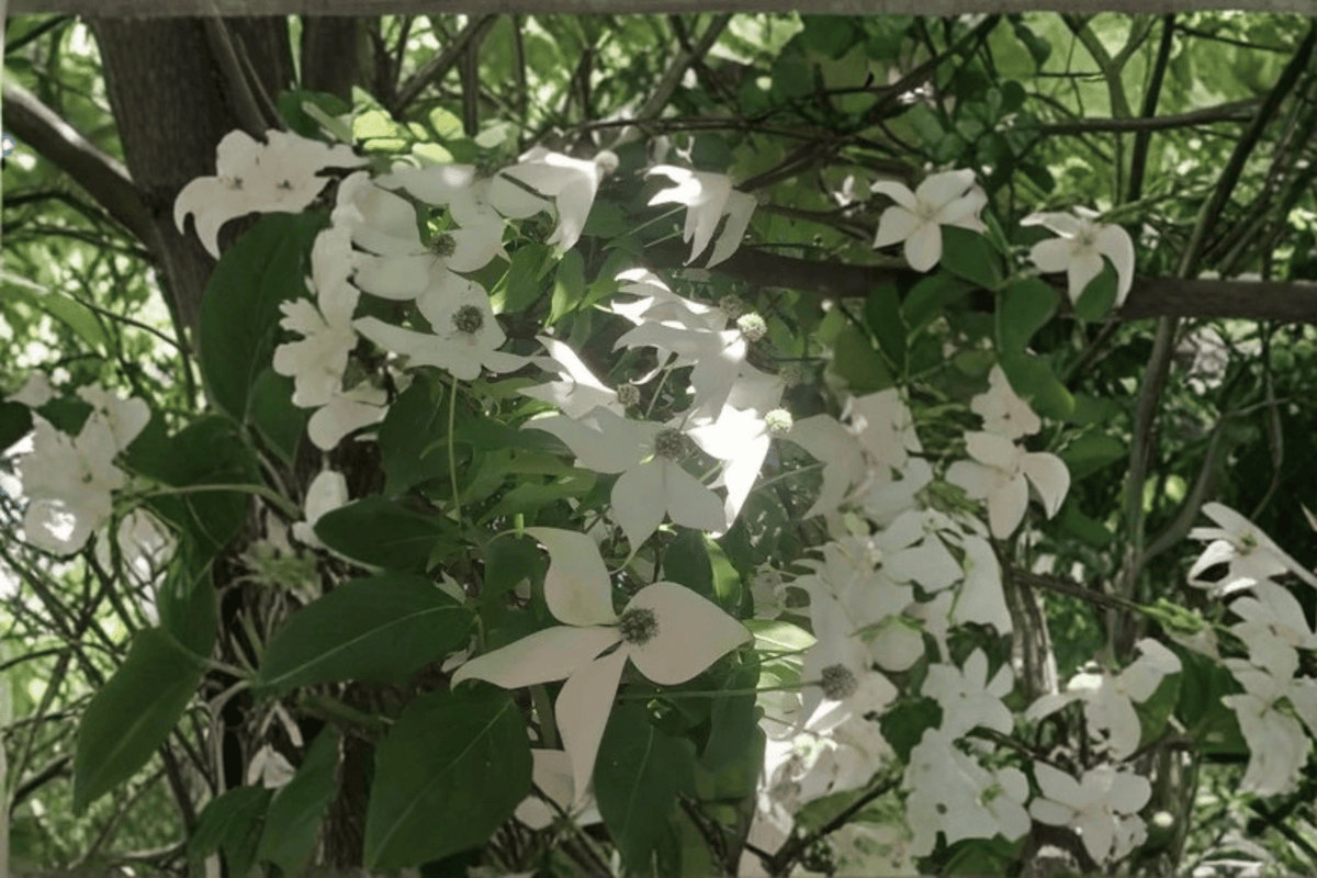 Cloud Nine Flowering Dogwood 1 Live Tree – Cornus florida ‘Cloud Nine’ – 2 Gallon Pot
