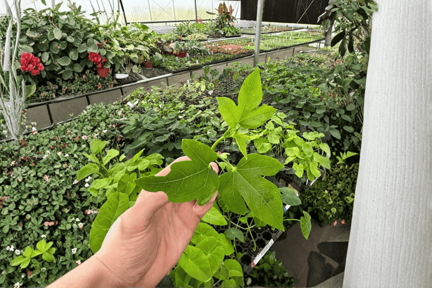 2 Thunder Egg Hibiscus Starter Plants – Live Hibiscus Bare Root