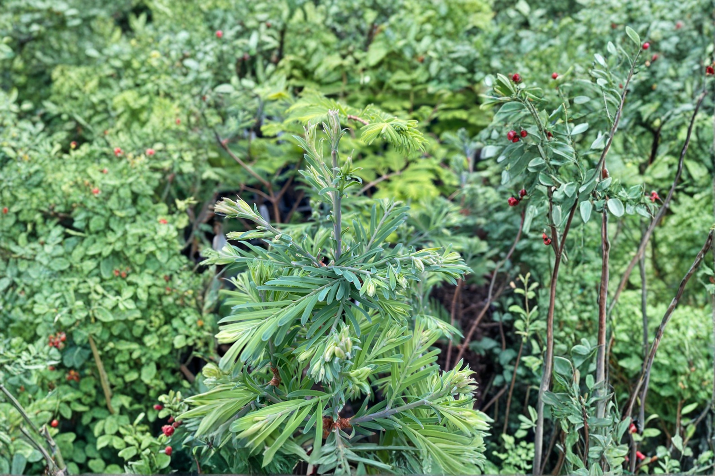 Schirrmann’s Nordlicht Dawn Redwood Live Plant 10 Inch – Metasequoia glyptostroboides 1 Year Graft Deciduous Conifer