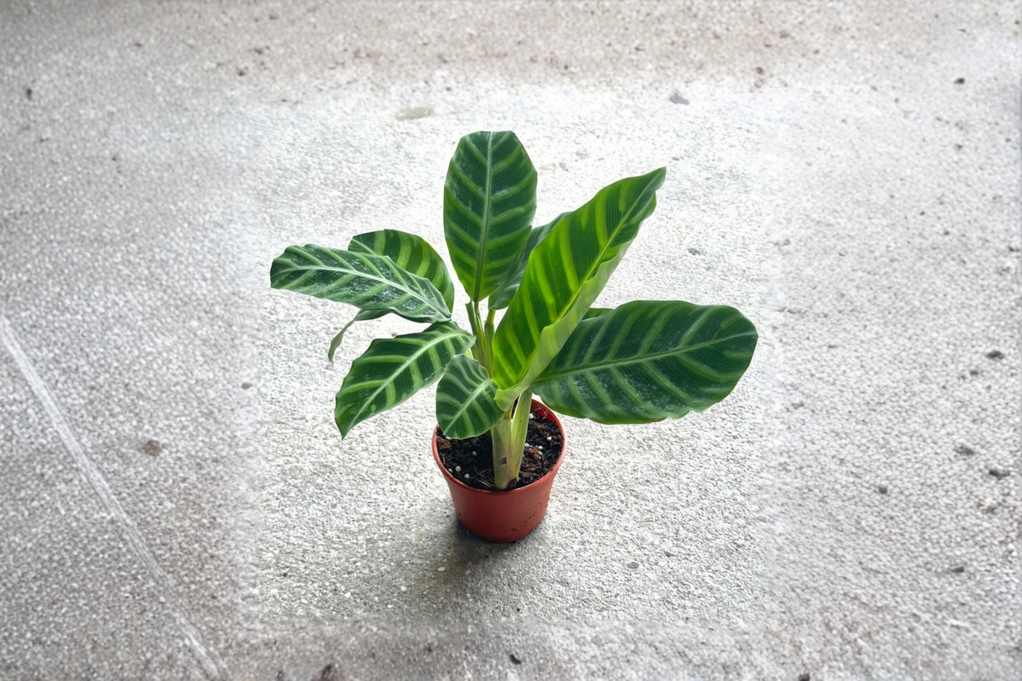 Calathea Zebrina Live Plant 4 Inch Pot Rooted Prayer Plant Zebra Calathea Tropical Houseplant Indoor Plant Gift